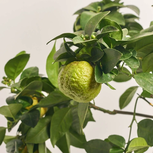 Зображення товару Цитрофортунелла Лимон Пурша, артикул: 56936