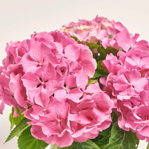 Гортензія рожева 7ст., артикул: 57103 Зображення товару Гортензія рожева 7ст., артикул: 57103