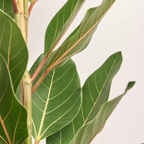 Фікус бенгальський Джой, артикул: 47745 Зображення товару Фікус бенгальський Джой, артикул: 47745