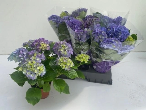 Зображення товару Гортензія блакитна 5ст., артикул: 56992