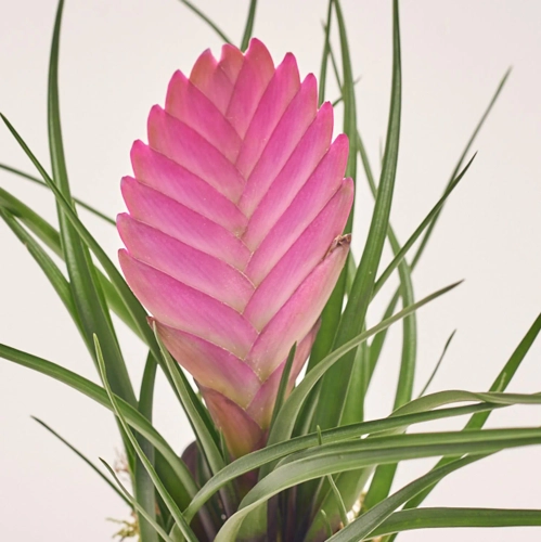 Зображення товару Тілландсія Вінсент в кер., артикул: 56060