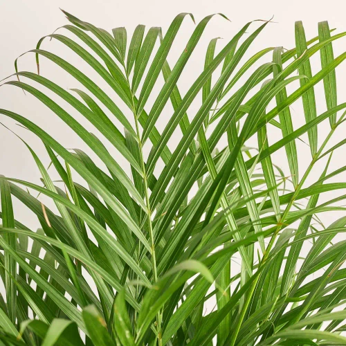 Зображення товару Дипсіс Лутесценс, артикул: 51742