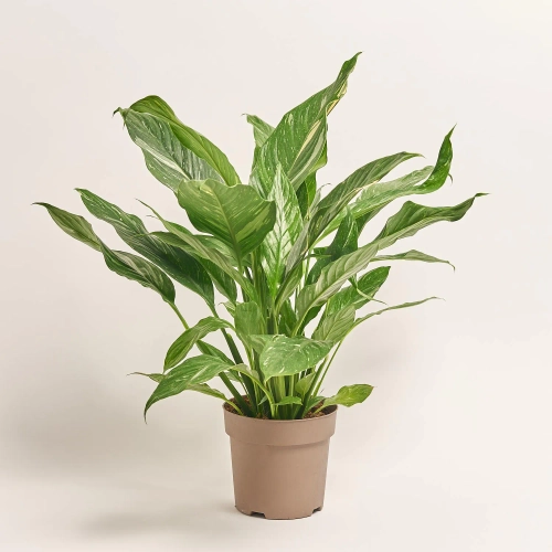 Зображення товару Спатифіллум Даймонд, артикул: 56857