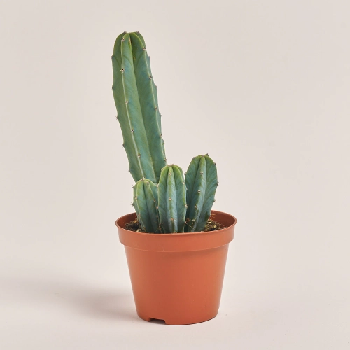 Зображення товару Кактус "Zuil" мікс, артикул: 54999