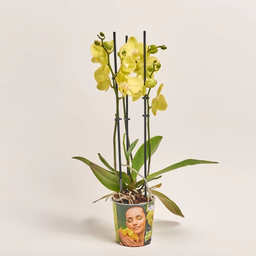 Зображення товару Фаленопсис "Савона" 3ст., артикул: 55794