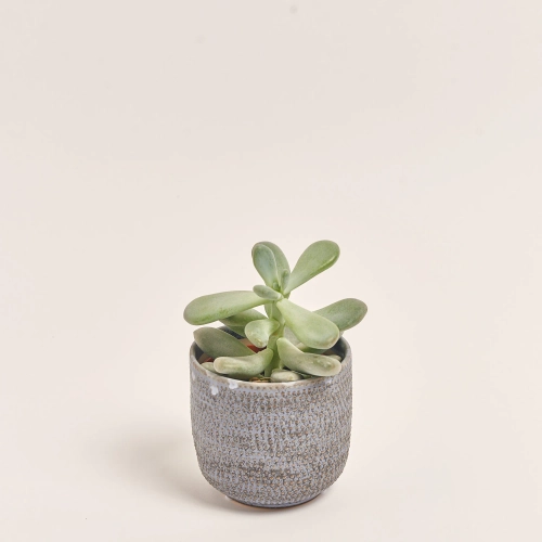 Зображення товару Сукулент мікс в кер., артикул: 51980