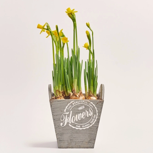 Нарцис Тет-а-Тет у дерев'яному горщику, артикул: 44002 Зображення товару Нарцис Тет-а-Тет у дерев'яному горщику, артикул: 44002