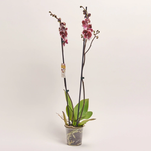 Фаленопсис 2ст. мікс, артикул: 18519 Зображення товару Фаленопсис 2ст. мікс, артикул: 18519