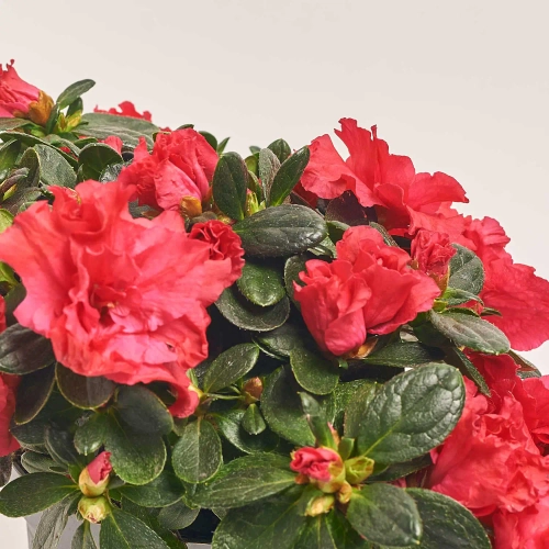 Азалія мікс, артикул: 25143 Зображення товару Азалія мікс, артикул: 25143