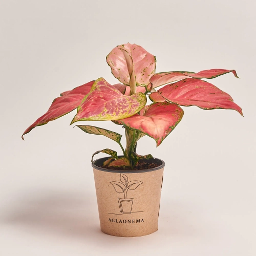 Зображення товару Аглаонема Рубі Лав, артикул: 50959
