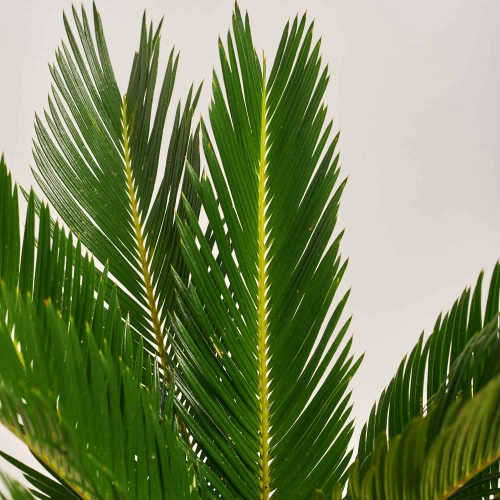 Зображення товару Цикас Революта, артикул: 52803