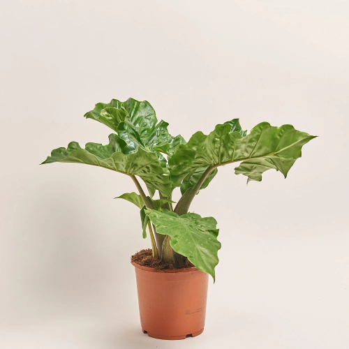 Алоказія Лоу Райдер, артикул: 52064 Зображення товару Алоказія Лоу Райдер, артикул: 52064