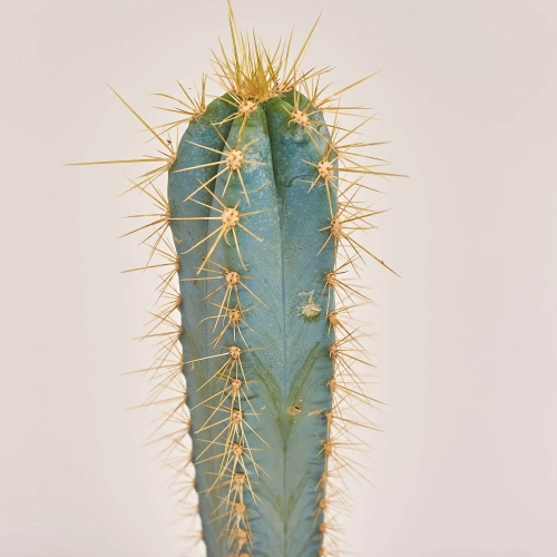 Зображення товару Кактус "Zuil" мікс, артикул: 39956