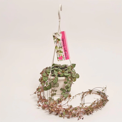 Зображення товару Церопегія Вуд Варієгатна, артикул: 52754