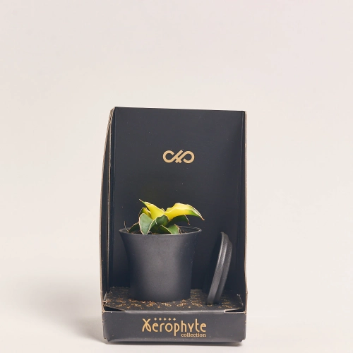 Зображення товару Сансевієрія мікс в кер., артикул: 56907