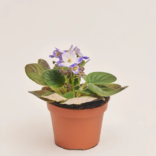 Сенполія мікс, артикул: 18381 Зображення товару Сенполія мікс, артикул: 18381