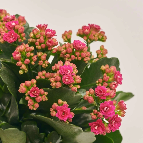 Зображення товару Каланхоє мікс, артикул: 25739