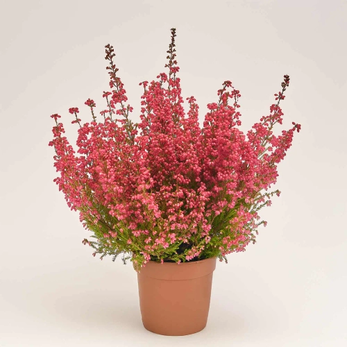 Еріка рожева, артикул: 23532 Зображення товару Еріка рожева, артикул: 23532