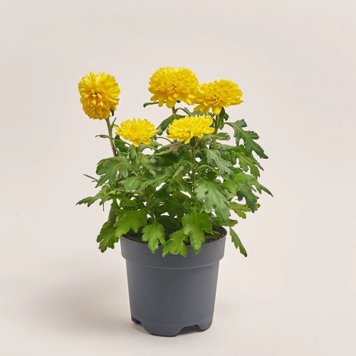 Зображення товару Хризантема Еббі мікс, артикул: 38549