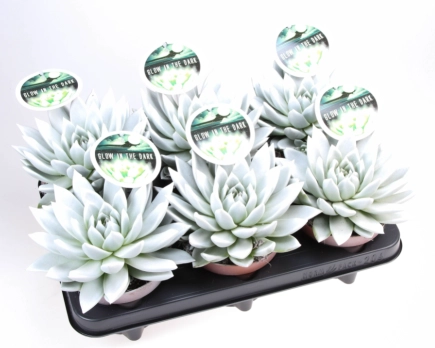 Ехеверія Міранда люмінісцентна, артикул: 54110 Зображення товару Ехеверія Міранда люмінісцентна, артикул: 54110