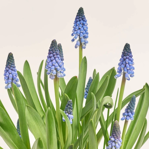 Зображення товару Мускарі Карола, артикул: 55855