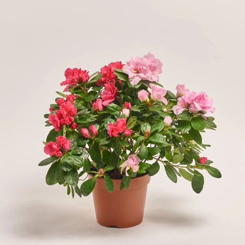 Зображення товару Азалія мікс, артикул: 24201