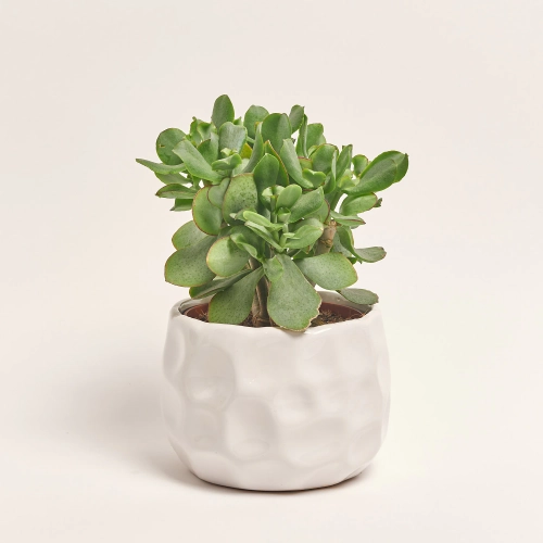 Зображення товару Сукулент мікс, артикул: 5756