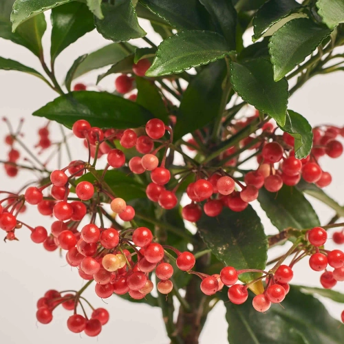 Зображення товару Ардізія Крената Преміум Джингл, артикул: 53414