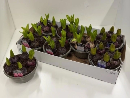 Гіацинт Орієнтал мікс, артикул: 56685 Зображення товару Гіацинт Орієнтал мікс, артикул: 56685