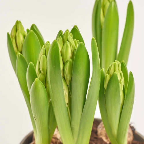 Зображення товару Гіацинт Орієнтал мікс, артикул: 56685