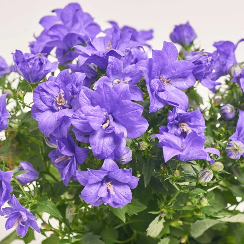 Зображення товару Кампанула Наполі, артикул: 1257