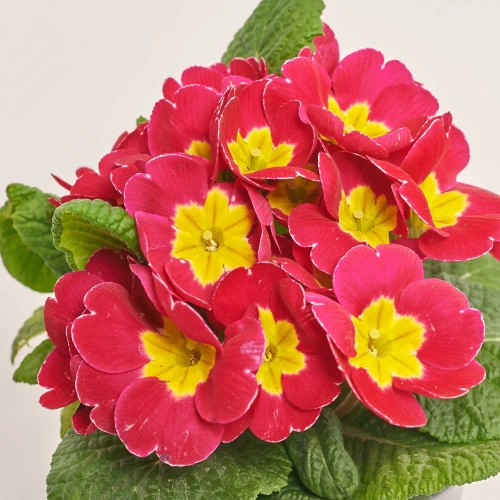 Зображення товару Примула Парадісо мікс, артикул: 56897