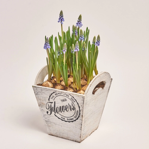 Мускарі в дерев'яному горщ., артикул: 43949 Зображення товару Мускарі в дерев'яному горщ., артикул: 43949