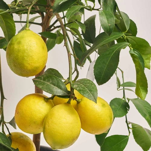Зображення товару Цитрофортунелла Лимон Мейера, артикул: 24727