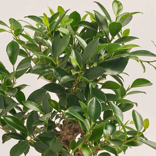 Бонсай в кер., артикул: 52984 Зображення товару Бонсай в кер., артикул: 52984