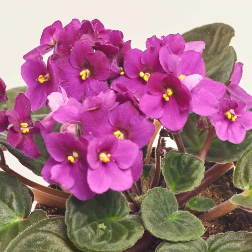 Зображення товару Сенполія мікс, артикул: 18381