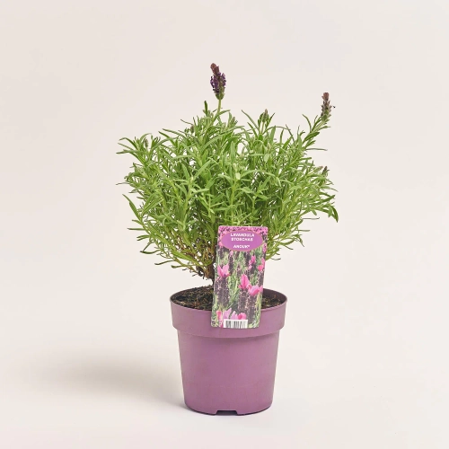 Зображення товару Лаванда Анук, артикул: 26340