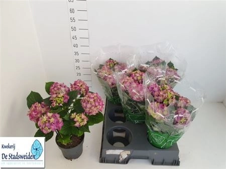 Зображення товару Гортензія фіолетова 7ст., артикул: 14632