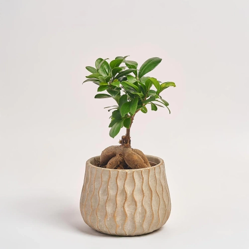 Фікус мікрокарпа Гінсенг в кер., артикул: 46188 Зображення товару Фікус мікрокарпа Гінсенг в кер., артикул: 46188