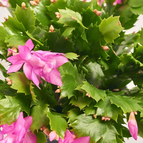 Шлюмбергера мікс, артикул: 54323 Зображення товару Шлюмбергера мікс, артикул: 54323