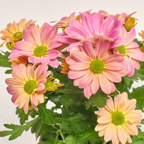 Хризантема Маргаріта, артикул: 56575 Зображення товару Хризантема Маргаріта, артикул: 56575