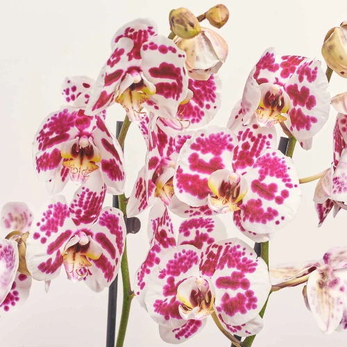 Фаленопсис в Кашпо Сет 427, артикул: 55485 Зображення товару Фаленопсис в Кашпо Сет 427, артикул: 55485