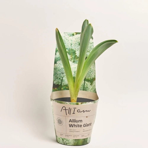 Зображення товару Алліум мікс, артикул: 57096