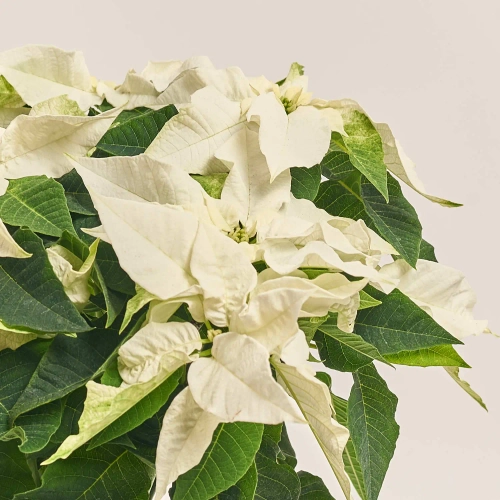 Пуансетія мікс, артикул: 53273 Зображення товару Пуансетія мікс, артикул: 53273