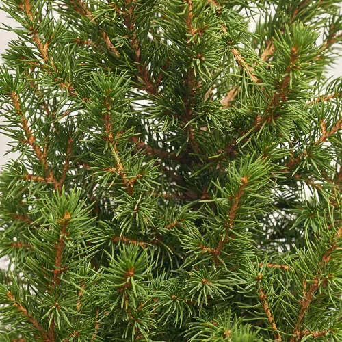 Ялина Десембер, артикул: 54227 Зображення товару Ялина Десембер, артикул: 54227