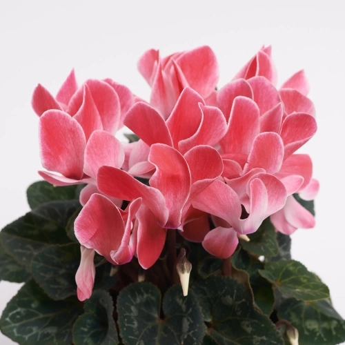 Зображення товару Цикламен Супер Макро, артикул: 44085