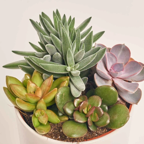 Зображення товару Сукулент мікс в горщ. в кераміці, артикул: 49690