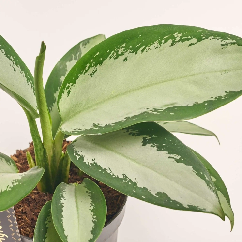 Зображення товару Аглаонема Сільвер Блу, артикул: 57256