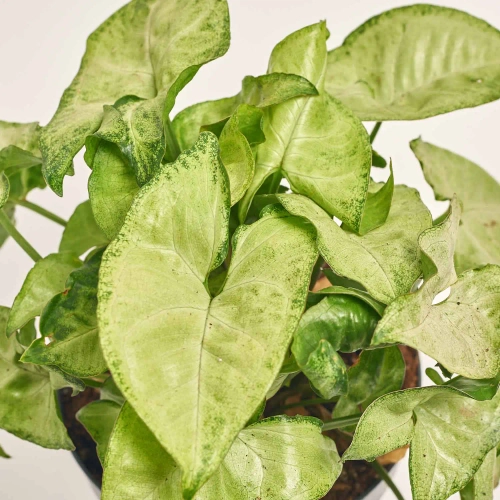 Зображення товару Сингоніум Вайт Батерфляй, артикул: 51983