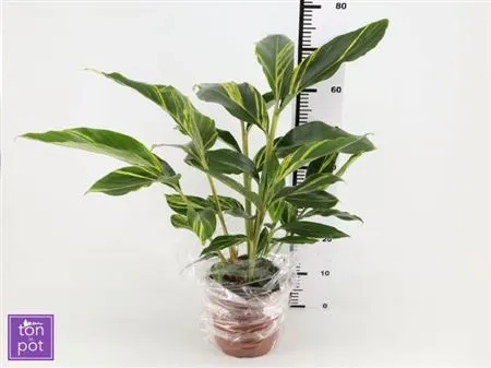 Зображення товару Альпінія Варієгатна, артикул: 53067